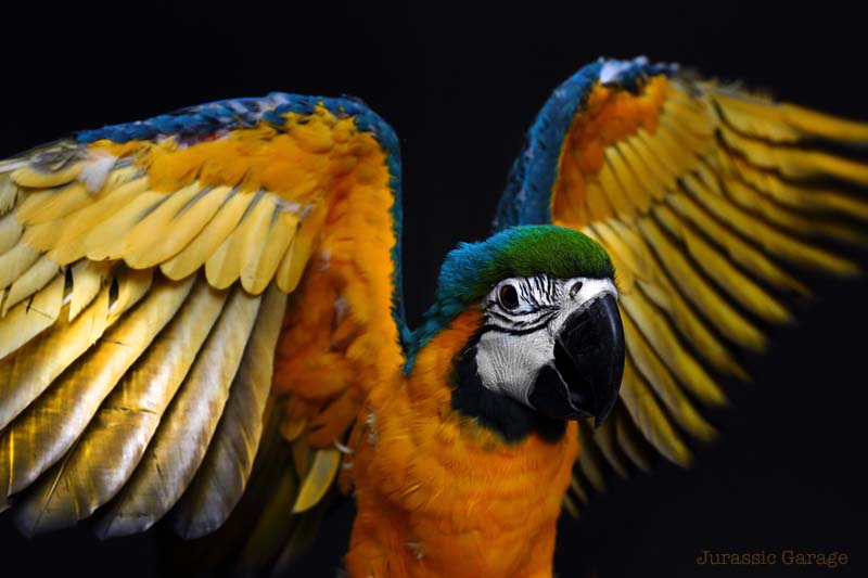 Macaw spreading wings