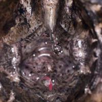 Mr.Grumpy the Alligator snapping turtle
