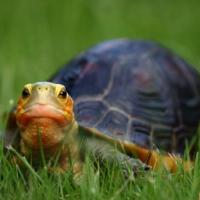 Ming the Chinese box turtle