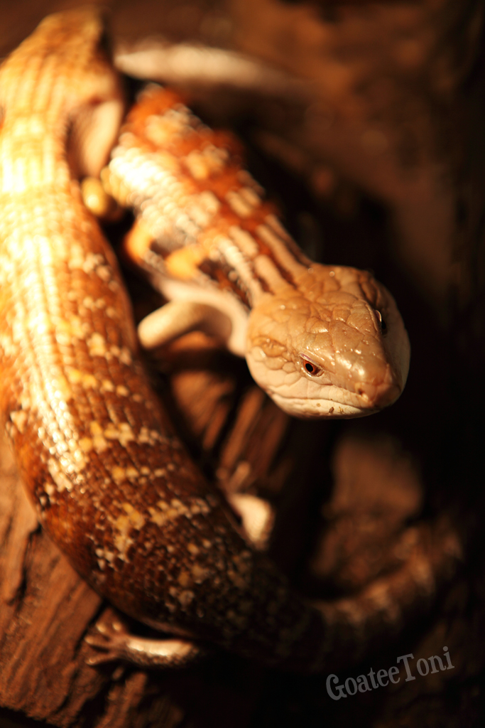 Blue tongue lizards getting warm in cold winter JURASSIC GARAGE