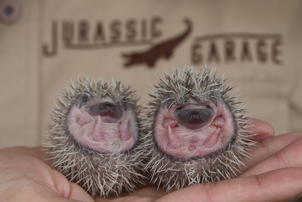 8-day-old African Hedgehoglets