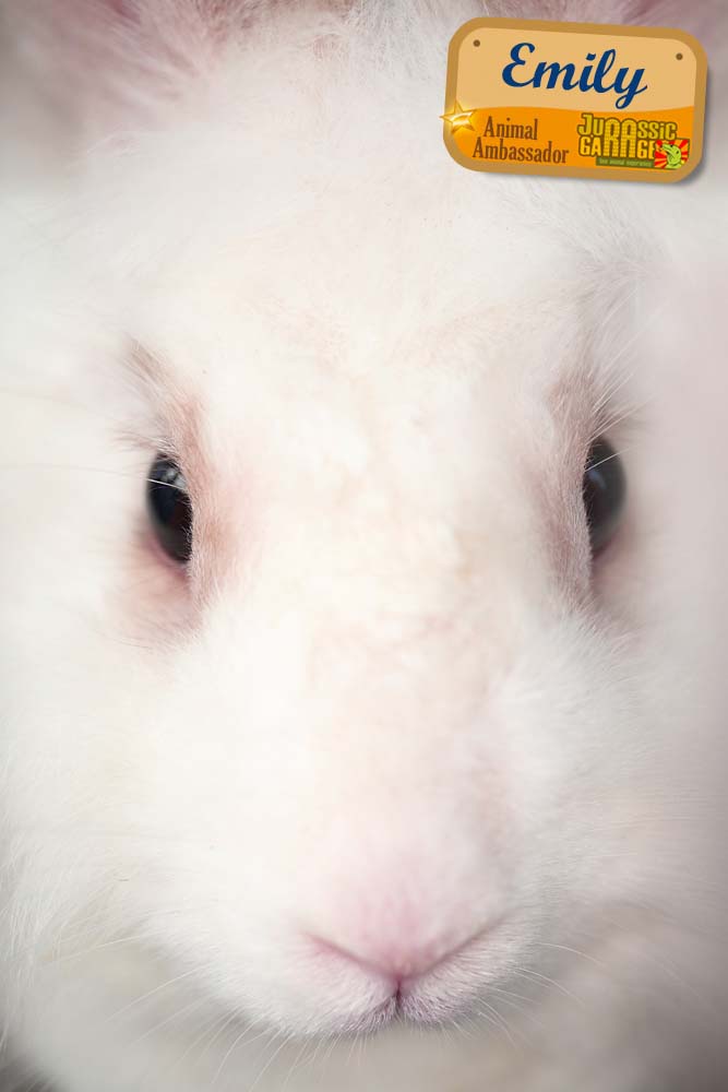 Emily the bunny