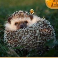 Amy the Hedgehog
