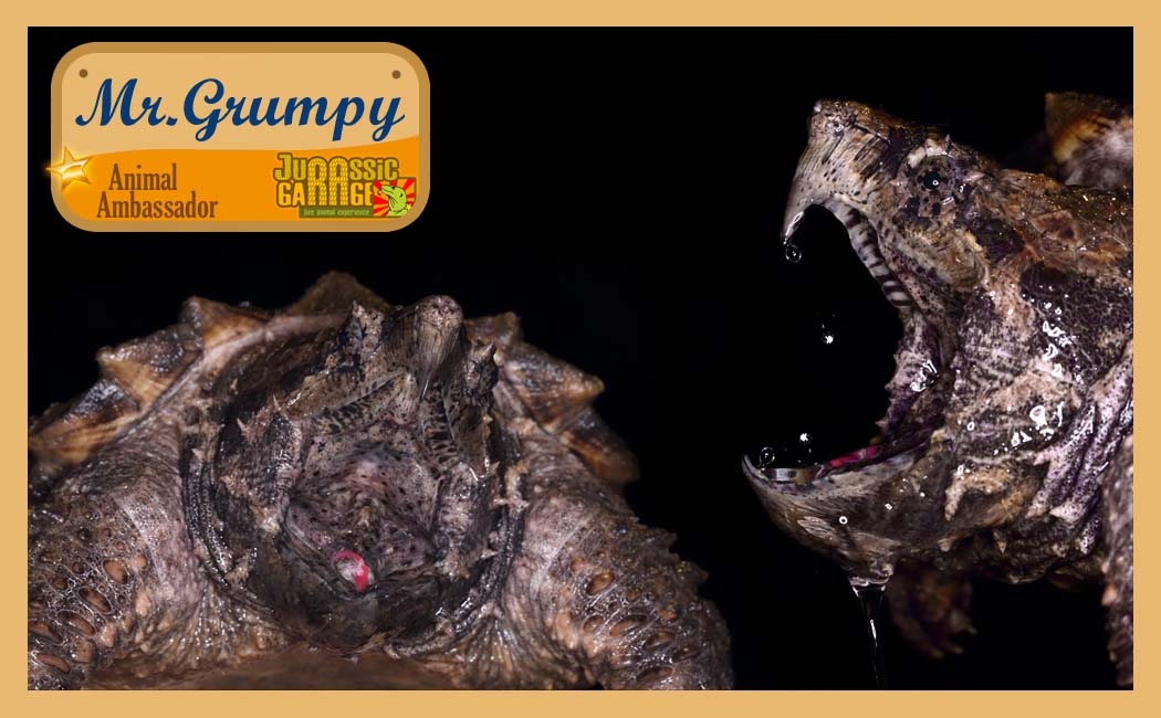 Mr.Grumpy the Alligator snapping turtle