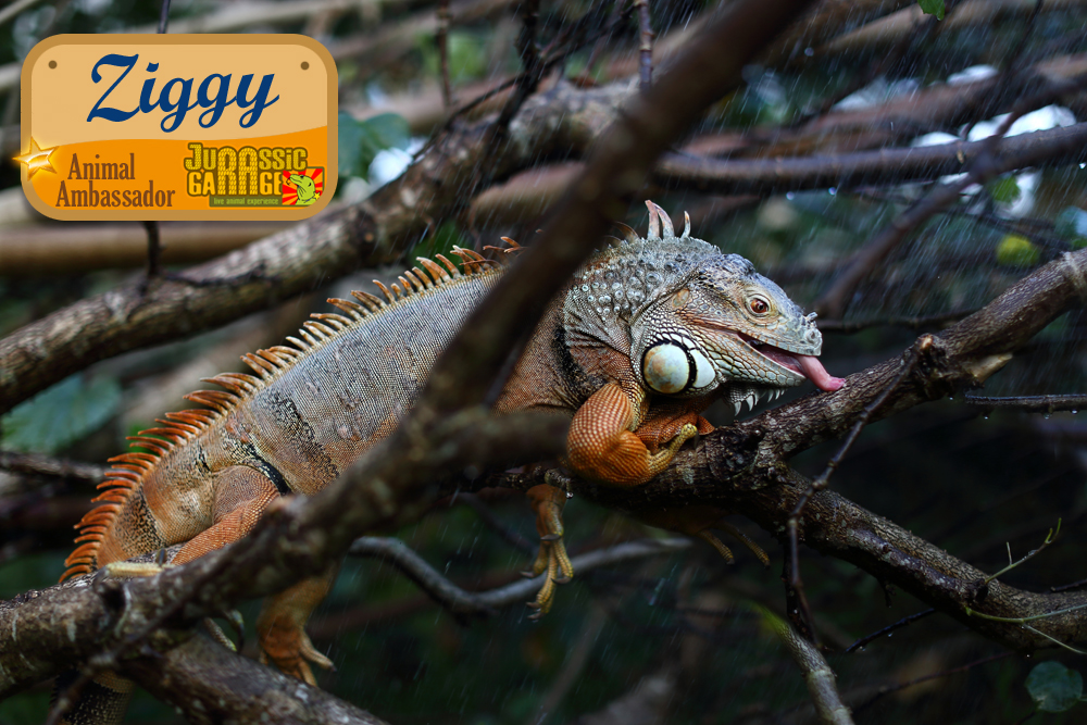 Ziggy the iguana licking raindrops on tree branch