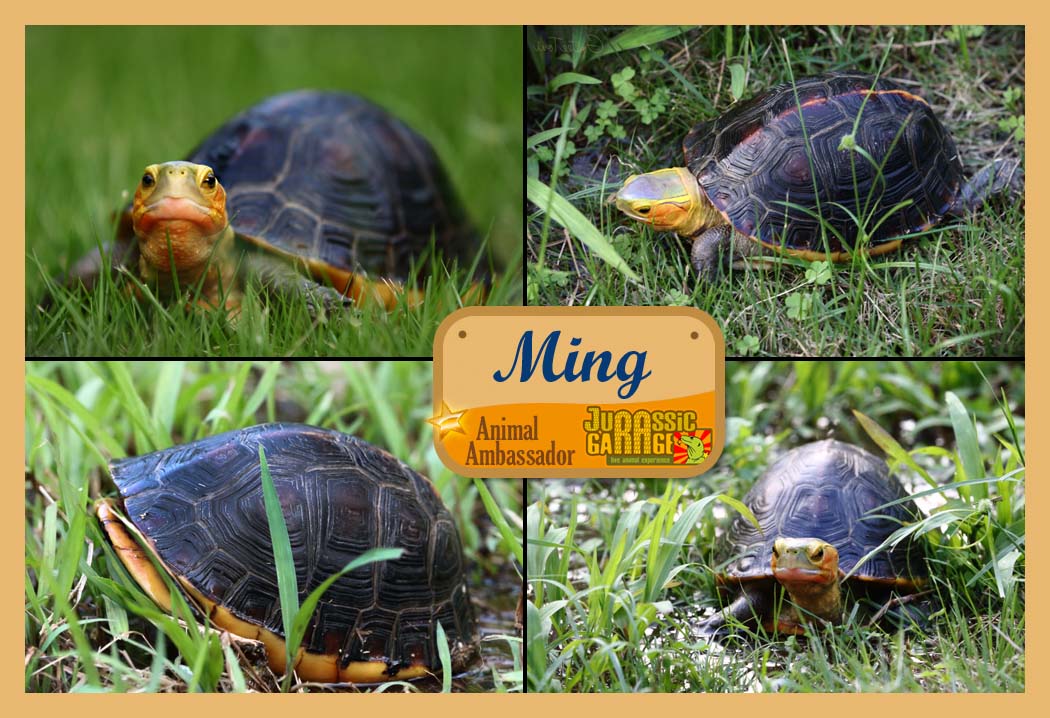 Ming the Chinese box turtle